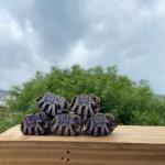 Handcrafted Elephant Wood Block Stamp – Pack of 5 Hand Made Block Paper & Fabric Print Stamp Handmade Sheesham Wooden Block Print Stamp