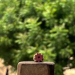 Pack of 5 Miniature Wooden Block Stamps – Hand carved Floral Motifs for Crafts & Fabric Printing Hand Made Sheesham Wooden Block Print Stamp